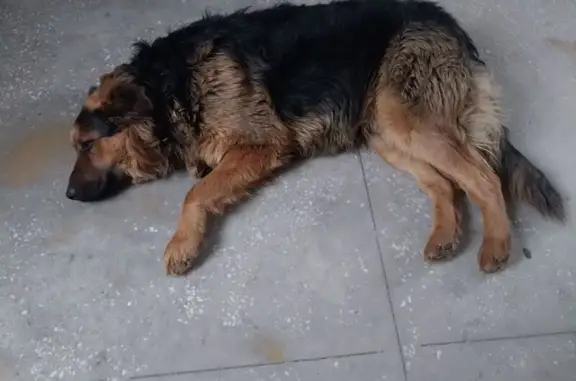 Найденные животные Южноуральск, фото: Найден собака, Южноуральск - потерянный пёс в ошейнике