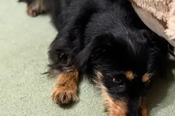 Найдена собака, Калуга, фото: Найдена собака, Калуга (rf1146765)