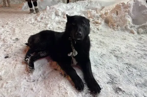 Объявления о пропавших и найденных животных, Котельники, фото: Найдена собака Мальчик, Котельники (rf1146767)