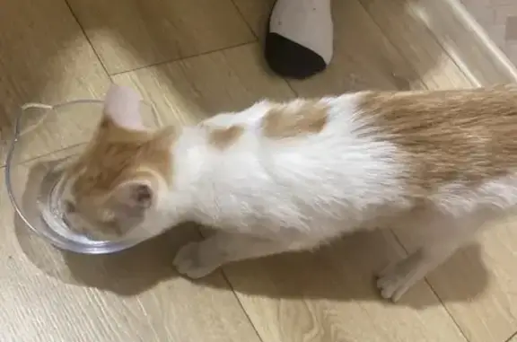 Найдена кошка, Челябинск, фото: Найден котёнок, улица Братьев Кашириных, 121, Челябинск - очень активный и любвеобильный