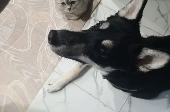 Собаки потеряшки, Чебоксары, фото: Потеряшка собака, улица Шумилова, 15, Чебоксары - черная с белым пузиком