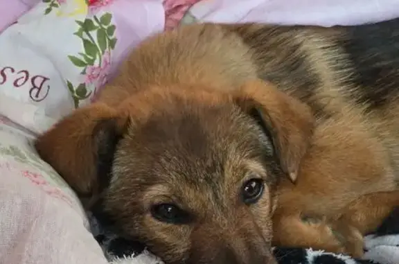 Найдена собака, Батайск, фото: Найдена собака, городской округ Батайск, Ростовская область - девочка, очень ласковая