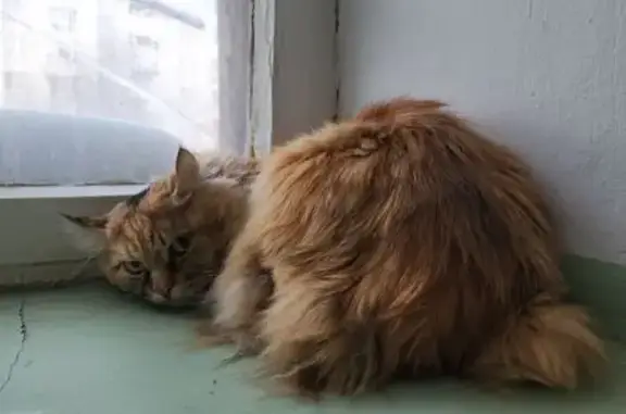 Найдена кошка, Тюмень, фото: Найдена кошка, Северная улица, 35, Тюмень - рыжая, пушистая