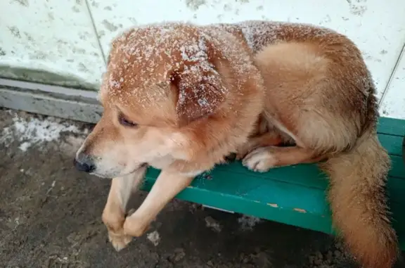 Найдена собака, Санкт-Петербург, фото: Найдена собака, проспект Наставников, Санкт-Петербург