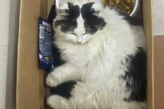 Найдена кошка, Калуга, фото: Найдена кошка, мужской пол, улица Труда, 37, Калуга - перелом таза