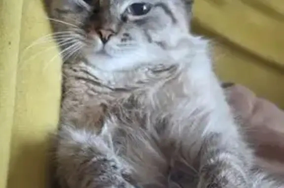 Кошки потеряшки, Мытищи, фото: Потеряшка кошка, Тенистый б-р, 12, Мытищи