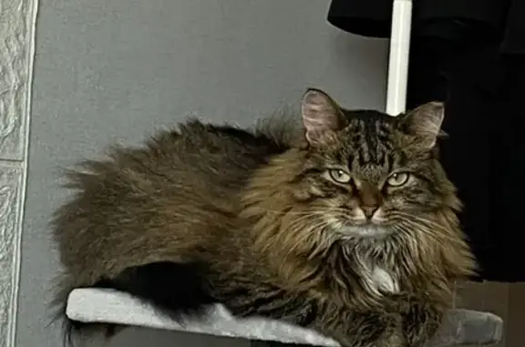 Кошки потеряшки, Омск, фото: Потеряшка кошка, улица Добровольского, Омск - пятнышко белой шерсти на груди