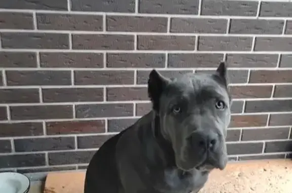 Собаки потеряшки, Светлогорское, фото: Потеряшка собака Девочка, Светлогорское (rl1146793)