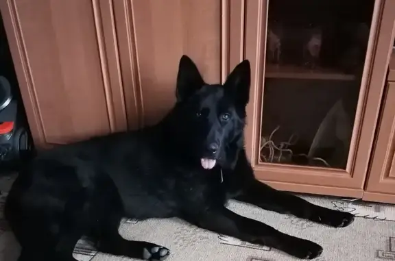 Собаки потеряшки, Суджа, фото: Потеряшка собака Мальчик, Суджа (rl1146794)