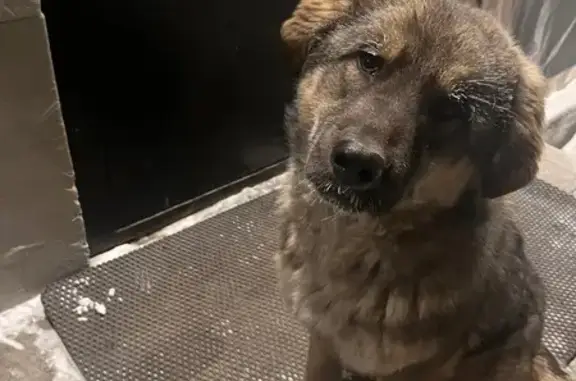 Собаки потеряшки, Улан-Удэ, фото: Потеряшка собака, улица Ленина, Ленина, Улан-Удэ