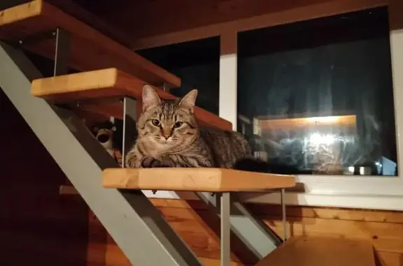 Пропала кошка, Нагорная улица, Ленинское - photo