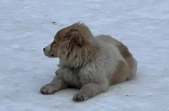 Найдена собака, Южно-Сахалинск, фото: Найдена собака, аллея Здоровья, Южно-Сахалинск - щенок на детской площадке