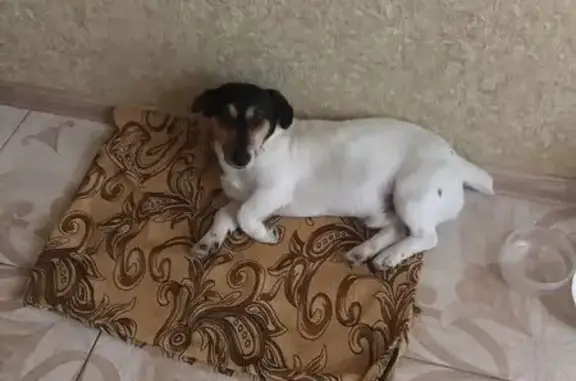 Найдена собака, Краснодар, фото: Найдена собака, улица Будённого, Краснодар