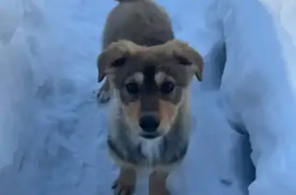 Найдена собака, Одинцово, фото: Найдена собака, улица Корнея Чуковского, 2, район Внуково