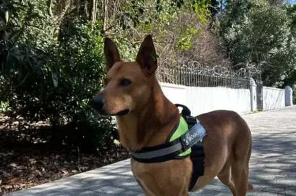 Пропала собака Мальчик, Сочи (rl1146809) - photo