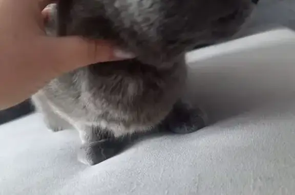 Найдена кошка, Челябинск, фото: Найдена кошка, женская, улица Зальцмана, Челябинск - британская с белым пятнышком