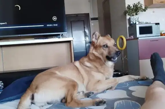 Пропала собака, улица Скульптора Головницкого, 20А, Челябинск - photo