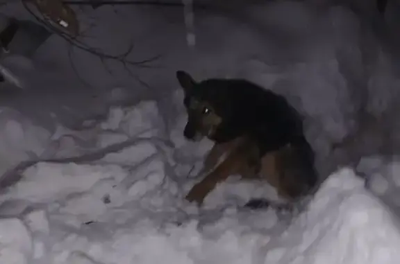 Найдена собака, Ижевск, фото: Найдена собака, улица Оружейника Драгунова, городской округ Ижевск