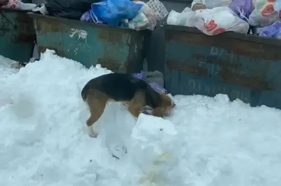 Найдена собака, Некрасовка, фото: Найден собака, Некрасовка