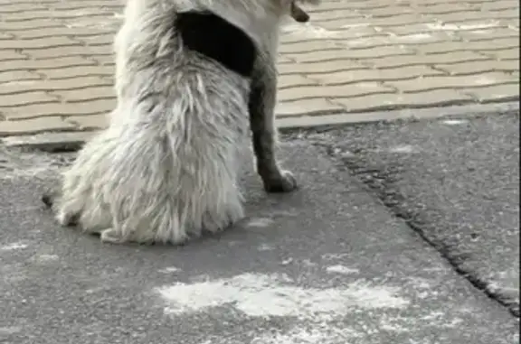 Собаки потеряшки, Ростов-на-Дону, фото: Потеряшка собака, улица Седова, Ростов-на-Дону