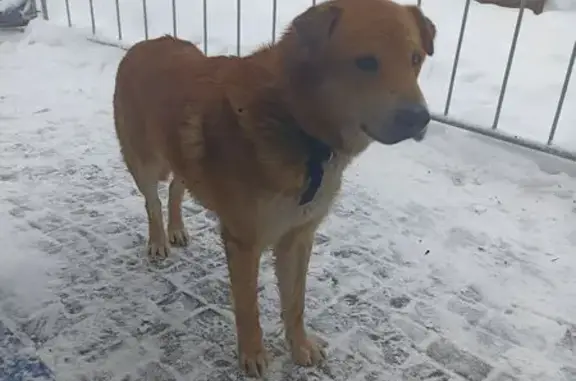 Найдена собака, Санкт-Петербург, фото: Найдена собака, улица Латышских Стрелков, Санкт-Петербург