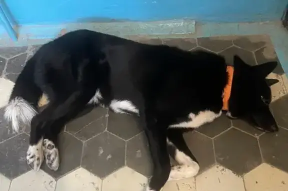 Найдена собака, Ульяновск, фото: Найдена собака, улица Богдана Хмельницкого, 25, Ульяновск