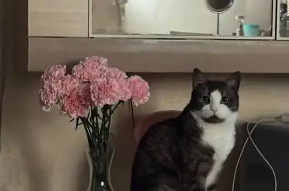 Пропала кошка, улица А. Г. Стаханова, городской округ Липецк - photo