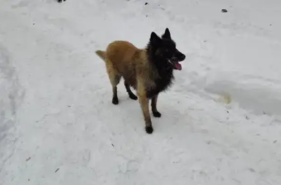 Найдена собака, Москва, фото: Найдена собака, 3-й Павелецкий проезд, 7 к2, Москва