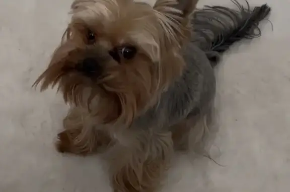 Собаки потеряшки, Барнаул, фото: Потеряшка собака, улица Томского Мушкетёрского Полка, 16, Барнаул - очень добрый парень