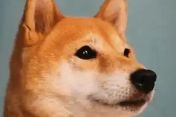 Пропала собака, улица Болейко, 4, Челябинск - photo