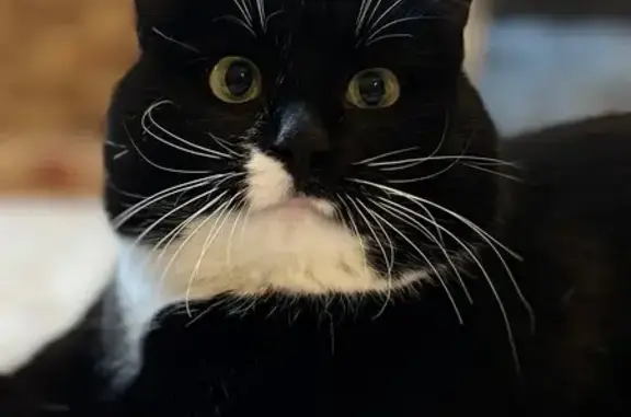 Найдена кошка, Казань, фото: Найден кот, улица Сабан, Казань - ласковый и доверчивый