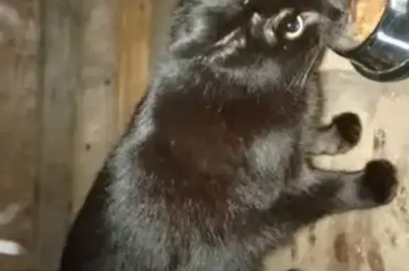 Найденные животные Вороновская, фото: Найдена кошка, 11К-055, Вороновская - чёрная и ухоженная