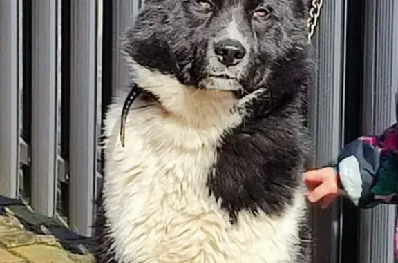 Пропала собака, Сапёрная улица, 3, Калининград - photo