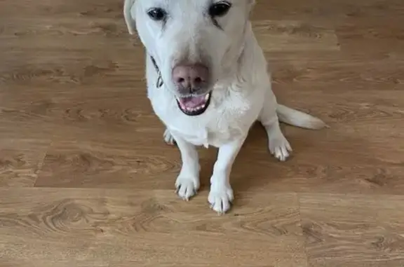 Найдена собака, Таврово, фото: Найдена собака, Комсомольская улица, Таврово