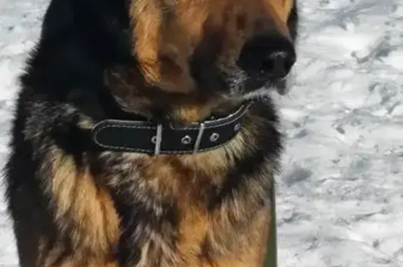 Найдена собака, Новосибирск, фото: Найдена собака, улица Грибоедова, 146, Новосибирск