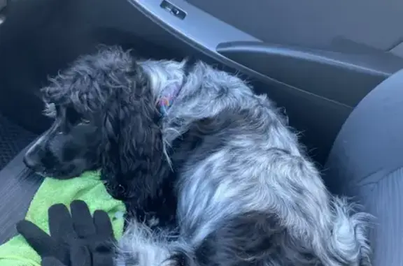 Найдена собака, Казань, фото: Найден собака, Односторонняя Парковая улица, Казань - кокер спаниель с ошейником