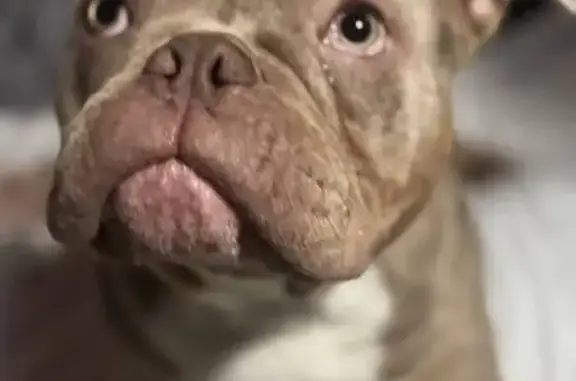 Пропала собака, улица Оболенского, 82, Ялуторовск - photo