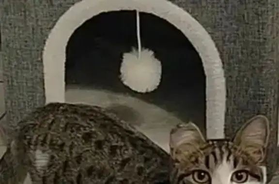 Пропала кошка Девочка, Чигири (rl1146849) - photo