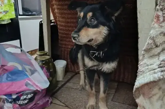 Найдена собака, Курган, фото: Найдена собака, улица Алексеева, 4А, Курган - девочка замерзала на улице