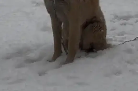 Пропала собака, Берёзовая улица, 6, Каа-Хем - желтая с коричневым ошейником - photo
