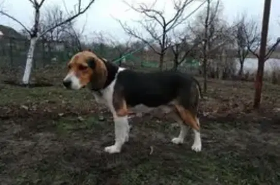 Пропала собака, Чонгарская улица, 309, Старокорсунская - photo