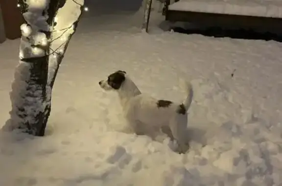 Пропала собака Мальчик, Исаково (rl1146856) - photo