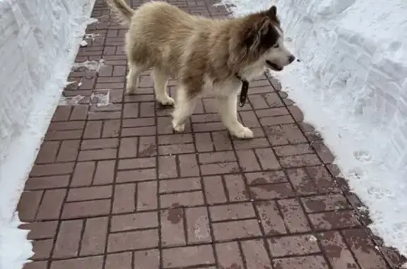 Найдена собака, Тула, фото: Найдена собака, Пролетарская улица, 28, Тула