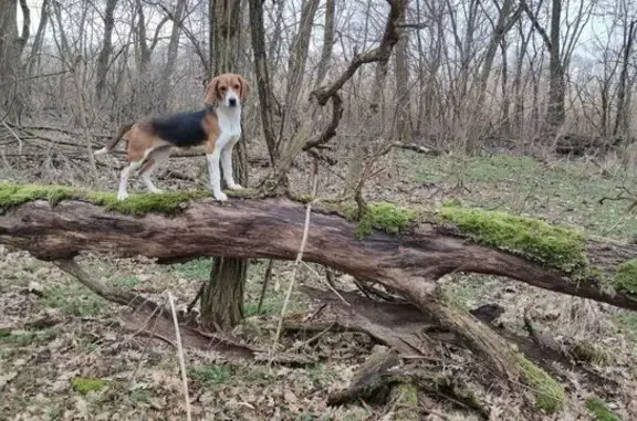 Пропала собака, Таврическая улица, Старокорсунская - photo