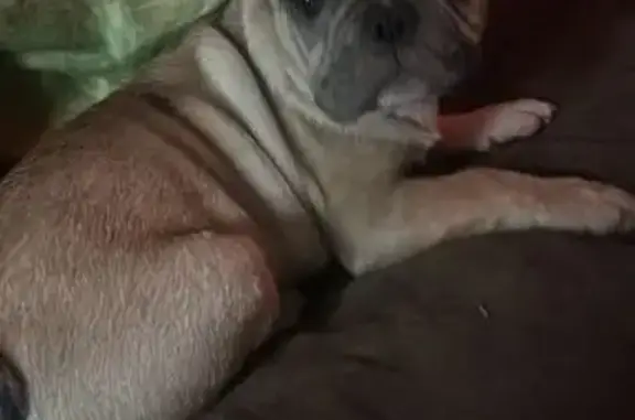 Пропала собака, улица Энгельса, 523, Красновка - photo