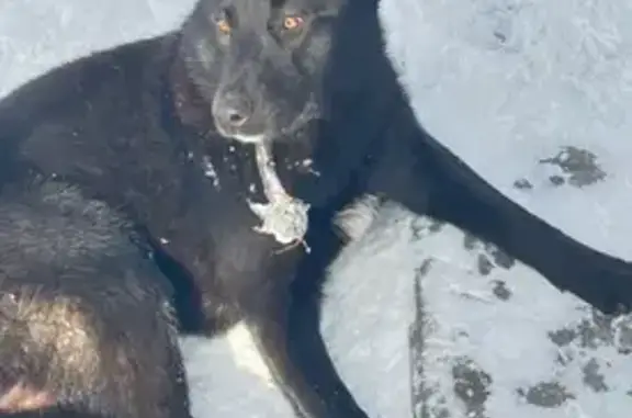 Собаки потеряшки, Москва, фото: Потеряшка собака Мальчик, Москва (rl1146860)