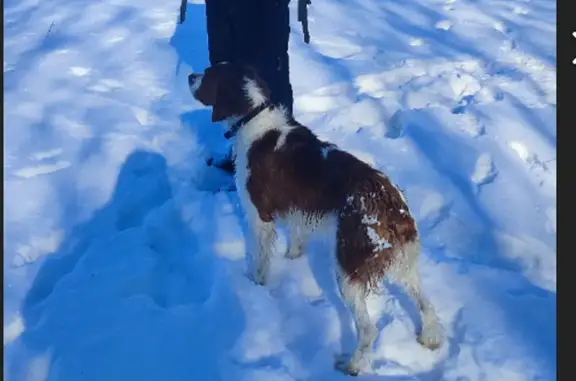Найдена собака, Воронеж, фото: Найден собака, мужской, проезд Солнечный, 21, Воронеж - бело-коричневый окрас, спаниель