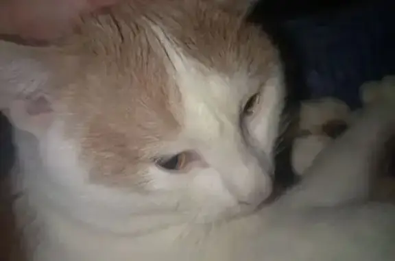 Кошки потеряшки, Чебоксары, фото: Потеряшка кот, проспект Тракторостроителей, 77, Чебоксары - белорысый, домашний