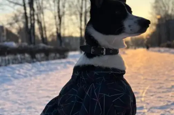 Пропала собака, улица Карла Маркса, городской округ Липецк - photo