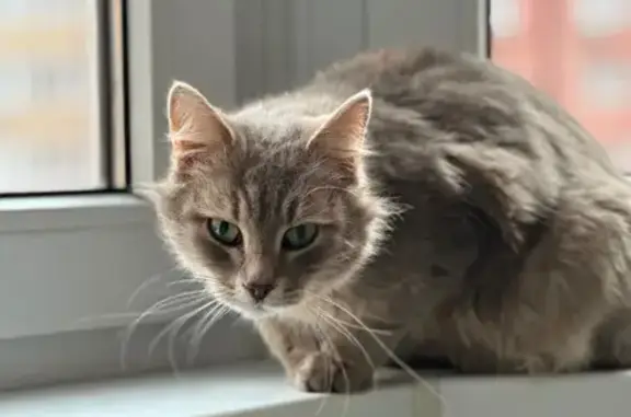 Найдена кошка, Российский, фото: Найдена кошка, улица Комарова, 64, Российский - ласковая и ручная